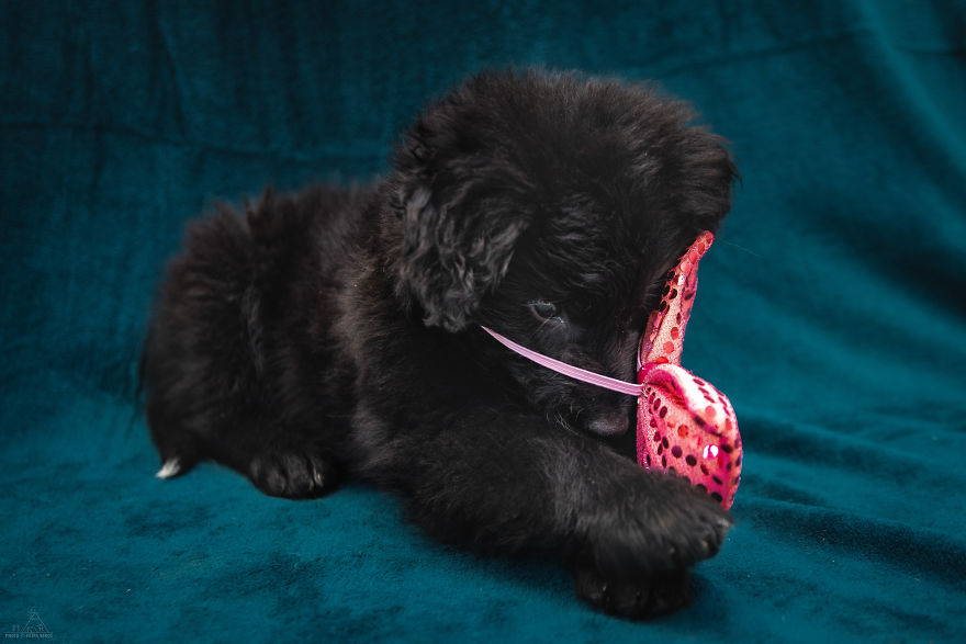 I Did A Photoshoot Of Shelter Dogs, And They All Got Adopted I Did A Photoshoot Of Shelter Dogs, And They All Got Adopted