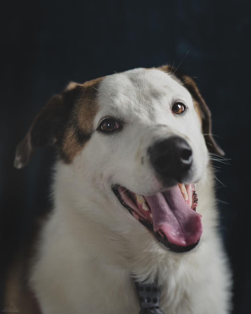 I Did A Photoshoot Of Shelter Dogs, And They All Got Adopted I Did A Photoshoot Of Shelter Dogs, And They All Got Adopted