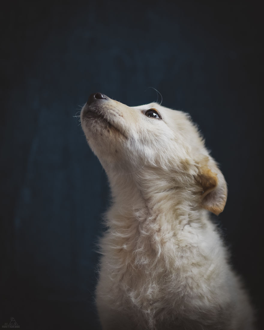 I Did A Photoshoot Of Shelter Dogs, And They All Got Adopted I Did A Photoshoot Of Shelter Dogs, And They All Got Adopted