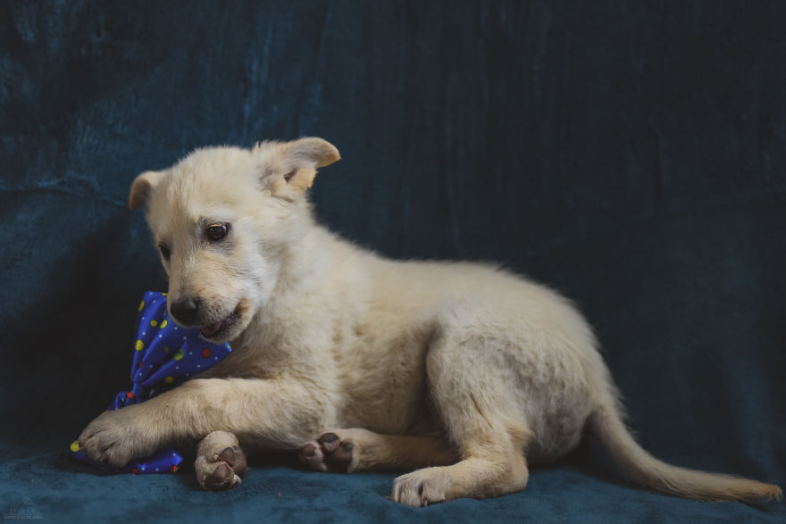 I Did A Photoshoot Of Shelter Dogs, And They All Got Adopted I Did A Photoshoot Of Shelter Dogs, And They All Got Adopted