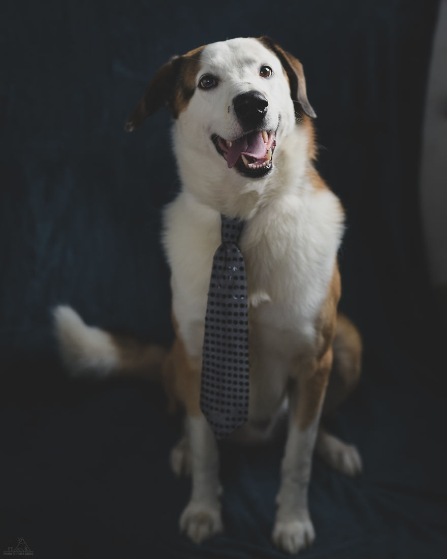 I Did A Photoshoot Of Shelter Dogs, And They All Got Adopted I Did A Photoshoot Of Shelter Dogs, And They All Got Adopted
