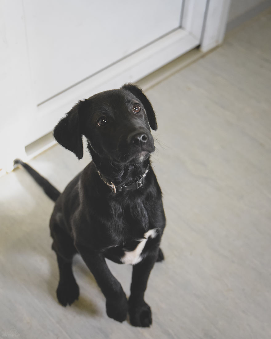 I Did A Photoshoot Of Shelter Dogs, And They All Got Adopted I Did A Photoshoot Of Shelter Dogs, And They All Got Adopted