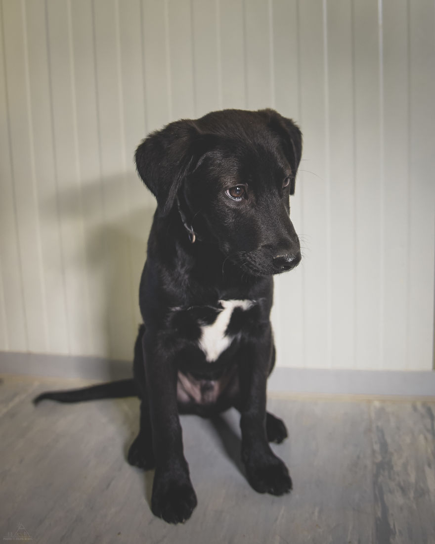 I Did A Photoshoot Of Shelter Dogs, And They All Got Adopted I Did A Photoshoot Of Shelter Dogs, And They All Got Adopted