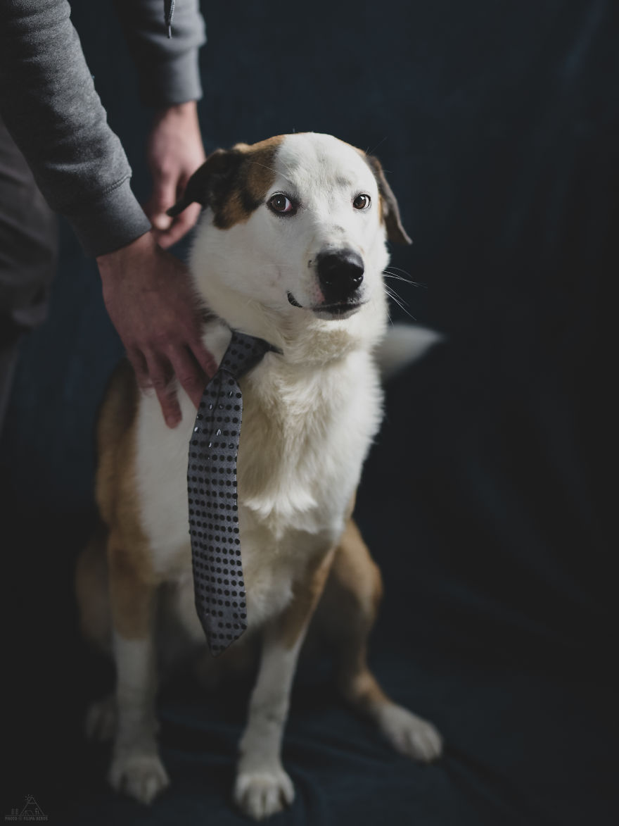 I Did A Photoshoot Of Shelter Dogs, And They All Got Adopted I Did A Photoshoot Of Shelter Dogs, And They All Got Adopted