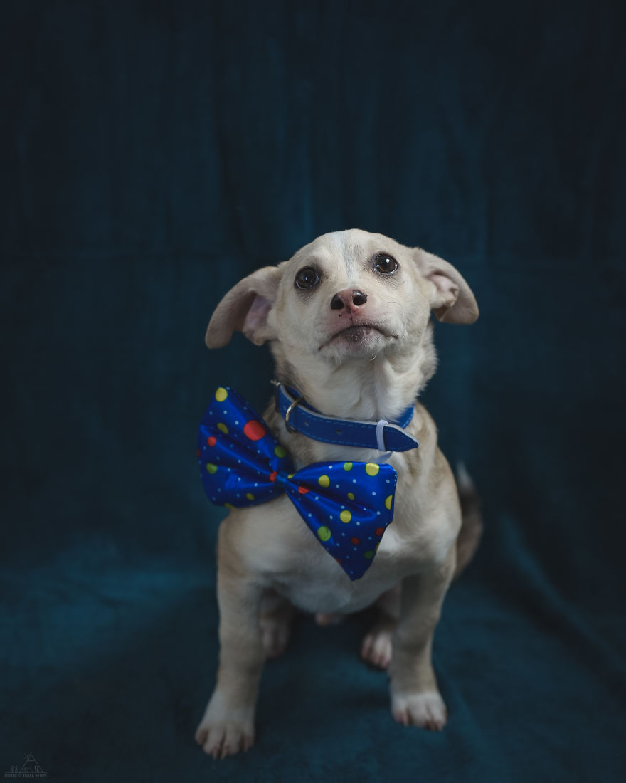 I Did A Photoshoot Of Shelter Dogs, And They All Got Adopted