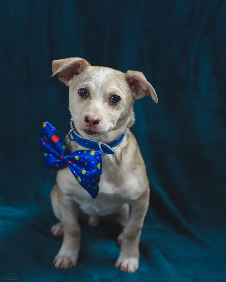 I Did A Photoshoot Of Shelter Dogs, And They All Got Adopted