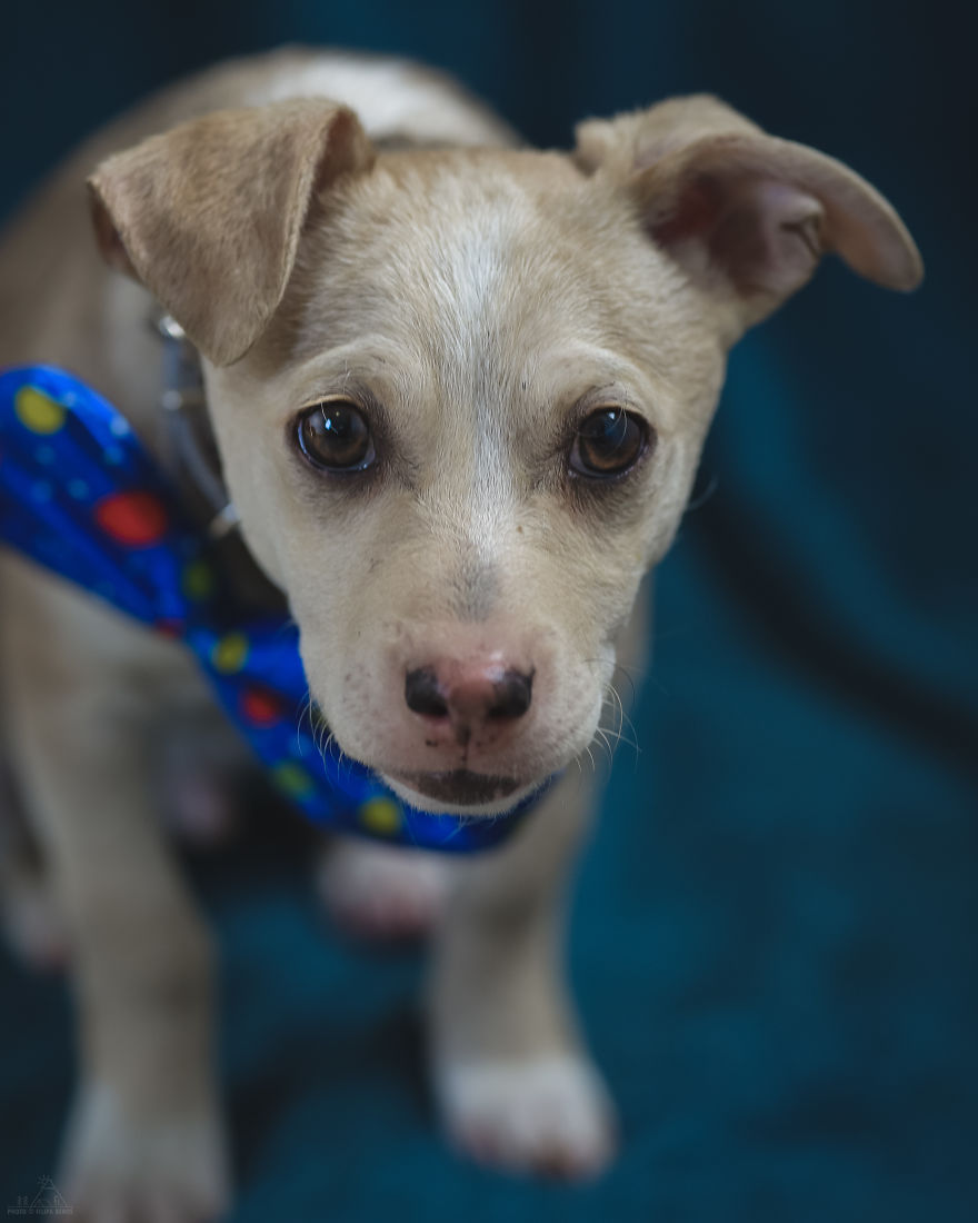 I Did A Photoshoot Of Shelter Dogs, And They All Got Adopted I Did A Photoshoot Of Shelter Dogs, And They All Got Adopted