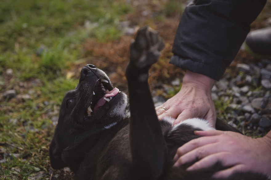 I Did A Photoshoot Of Shelter Dogs, And They All Got Adopted I Did A Photoshoot Of Shelter Dogs, And They All Got Adopted