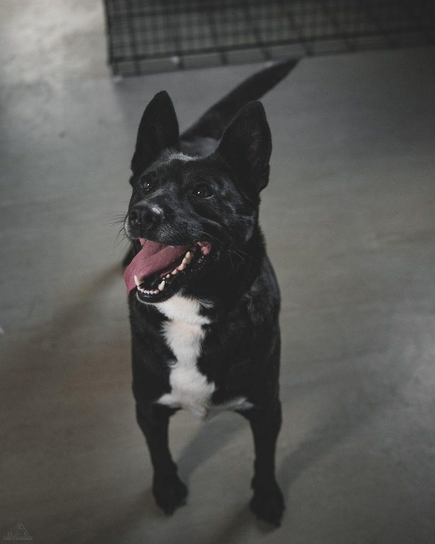 I Did A Photoshoot Of Shelter Dogs, And They All Got Adopted I Did A Photoshoot Of Shelter Dogs, And They All Got Adopted