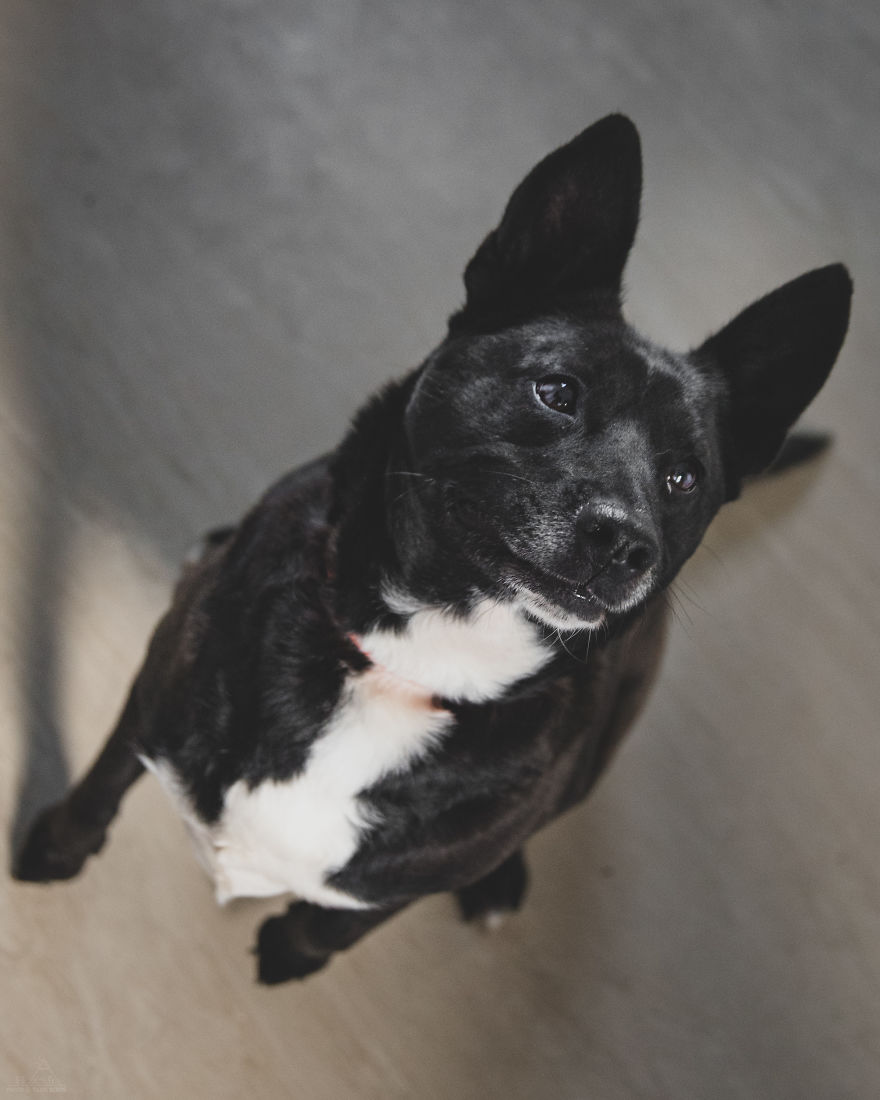 I Did A Photoshoot Of Shelter Dogs, And They All Got Adopted I Did A Photoshoot Of Shelter Dogs, And They All Got Adopted