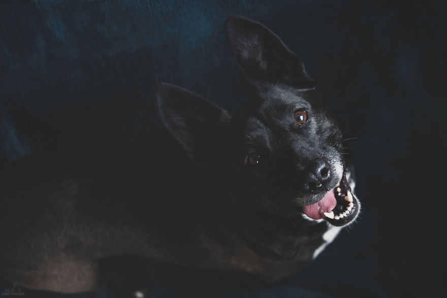 I Did A Photoshoot Of Shelter Dogs, And They All Got Adopted I Did A Photoshoot Of Shelter Dogs, And They All Got Adopted