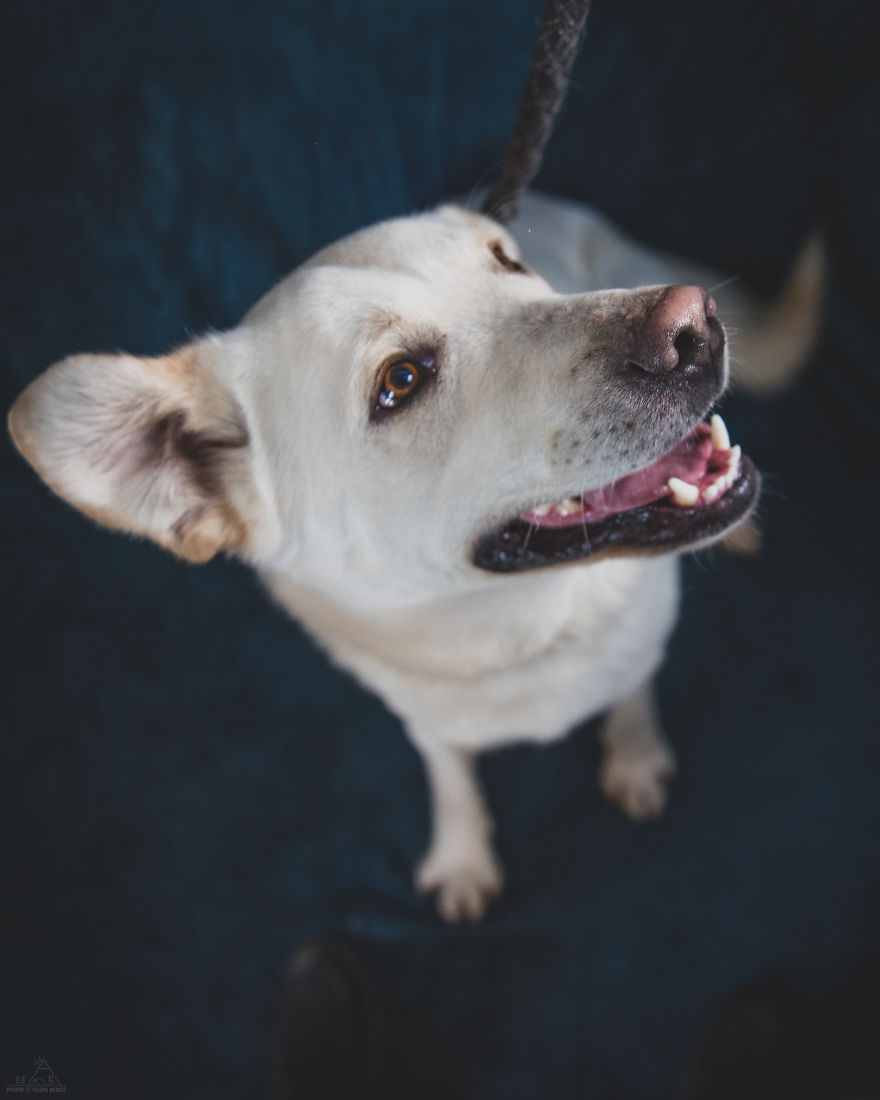 I Did A Photoshoot Of Shelter Dogs, And They All Got Adopted I Did A Photoshoot Of Shelter Dogs, And They All Got Adopted