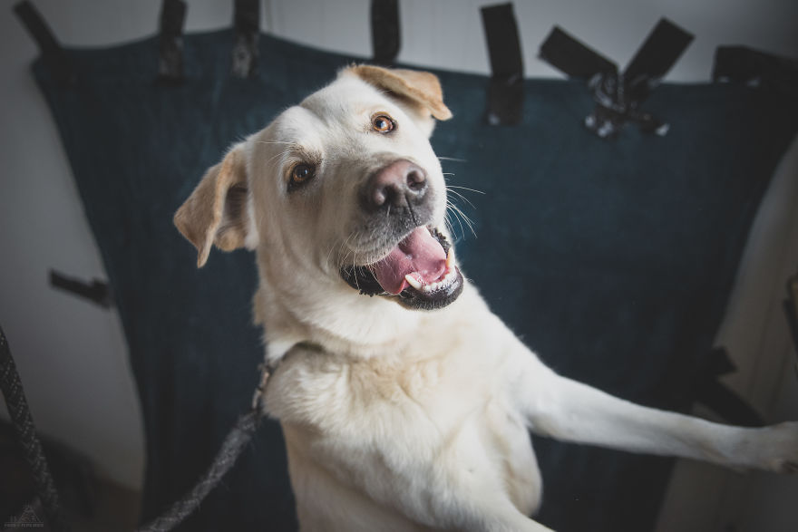 I Did A Photoshoot Of Shelter Dogs, And They All Got Adopted I Did A Photoshoot Of Shelter Dogs, And They All Got Adopted