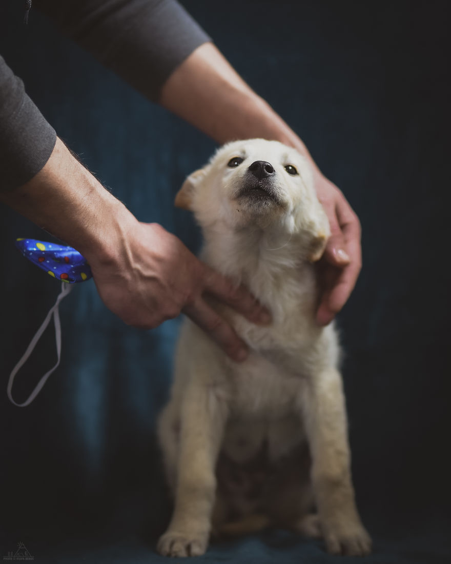 I Did A Photoshoot Of Shelter Dogs, And They All Got Adopted I Did A Photoshoot Of Shelter Dogs, And They All Got Adopted