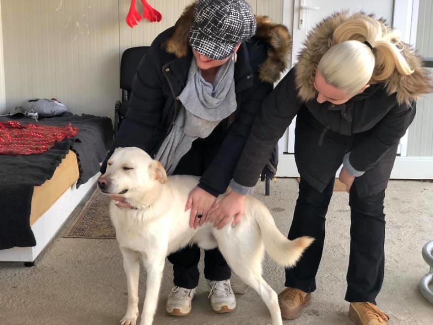 I Did A Photoshoot Of Shelter Dogs, And They All Got Adopted I Did A Photoshoot Of Shelter Dogs, And They All Got Adopted