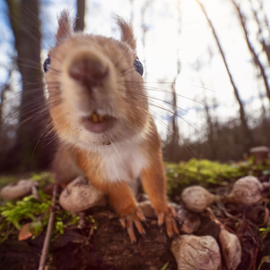 Here Comes The Hotstepper