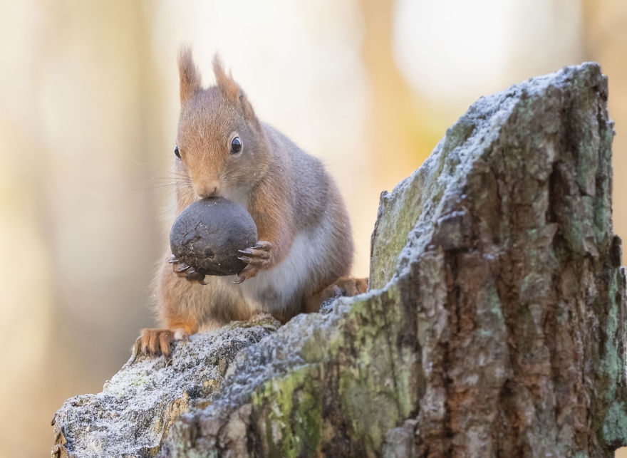 Whoa, I Thought We Said No Expensive Gifts