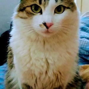 hemalivinayak avatar