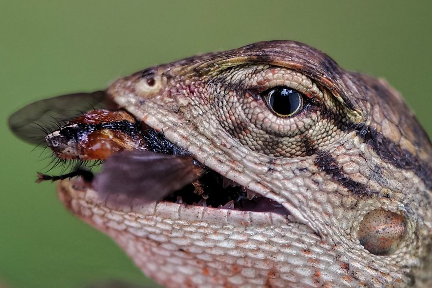 Macro Photography Using Mobile Phone And DIY Additional Macro Lens