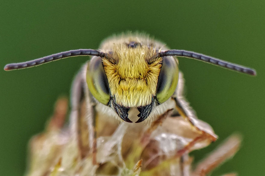 Macro Photography Using Mobile Phone And DIY Additional Macro Lens