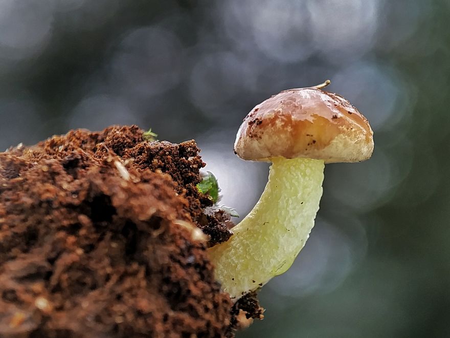 Macro Photography Using Mobile Phone And DIY Additional Macro Lens