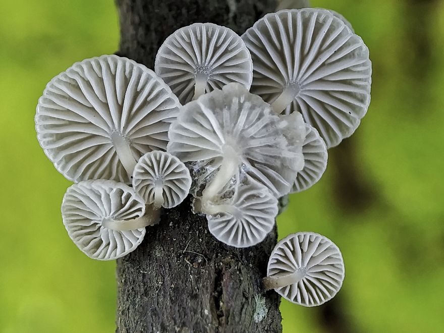 Macro Photography Using Mobile Phone And DIY Additional Macro Lens