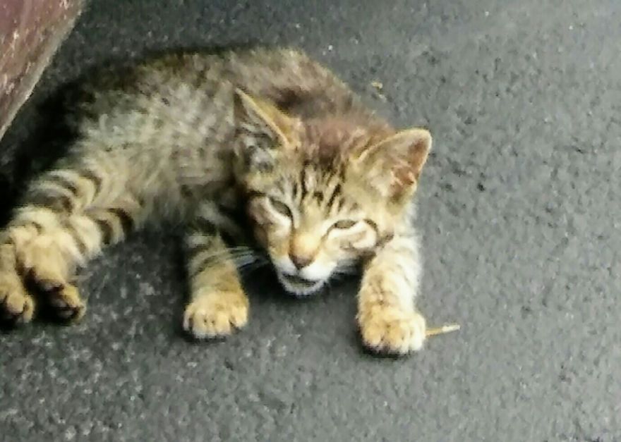 We Rescued A Kitten With A Broken Jaw And Named Him Keanu