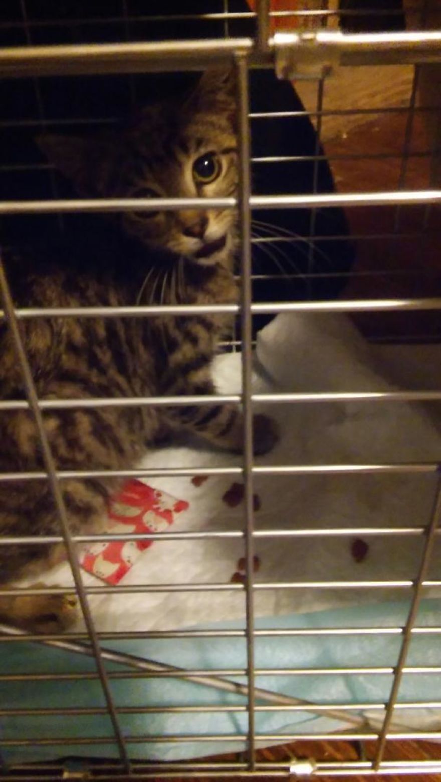 We Rescued A Kitten With A Broken Jaw And Named Him Keanu