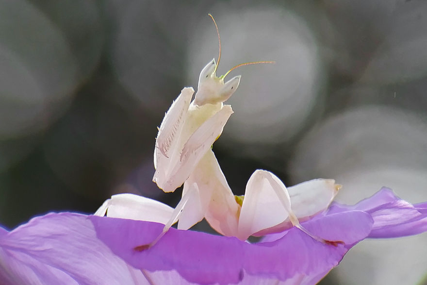 Macro Photography Using Mobile Phone And DIY Additional Macro Lens