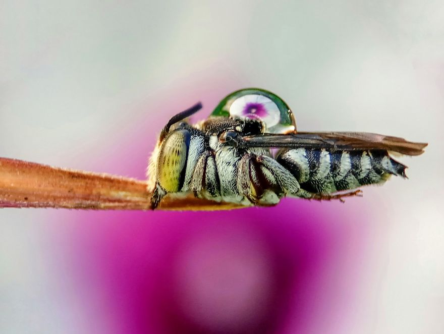 Macro Photography Using Mobile Phone And DIY Additional Macro Lens