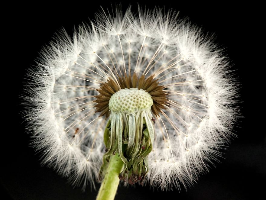 Macro Photography Using Mobile Phone And DIY Additional Macro Lens