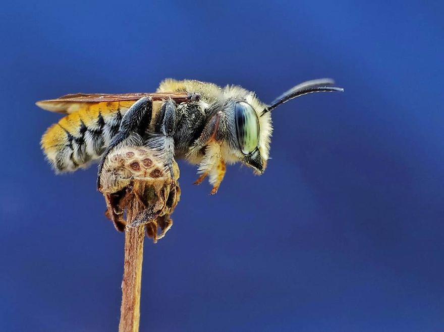 Macro Photography Using Mobile Phone And DIY Additional Macro Lens