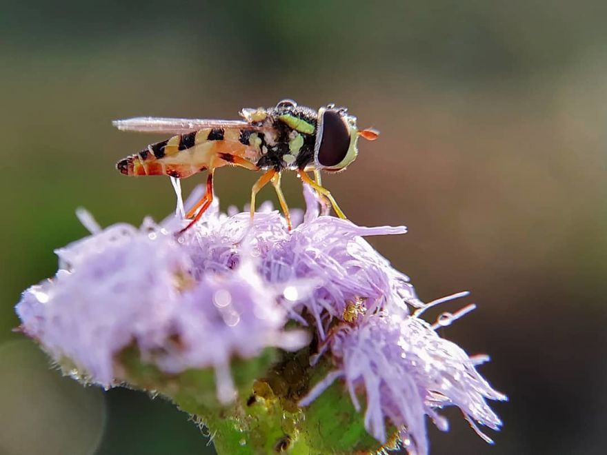 Macro Photography Using Mobile Phone And DIY Additional Macro Lens