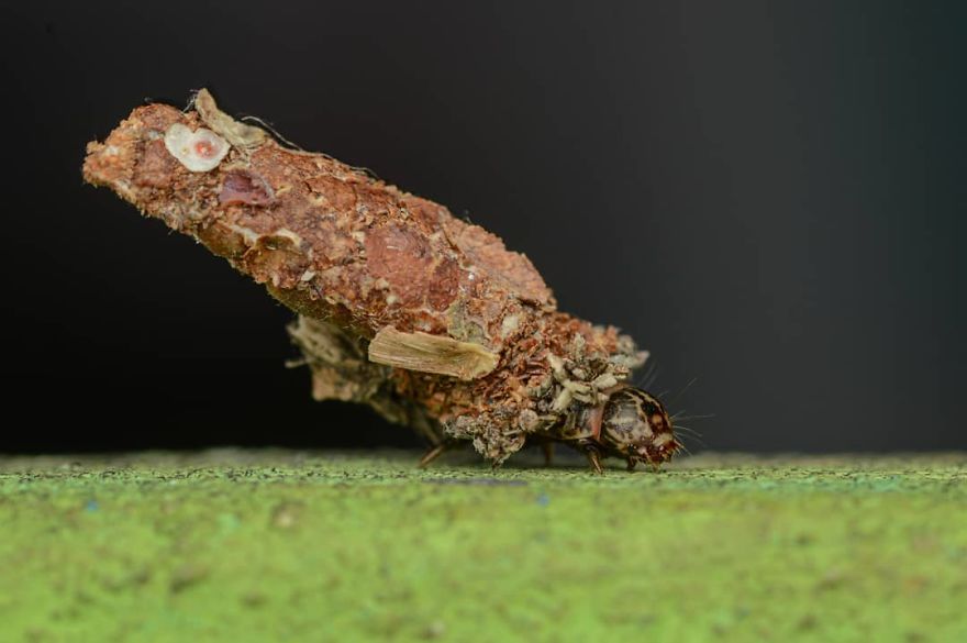 Macro Photography Using Mobile Phone And DIY Additional Macro Lens