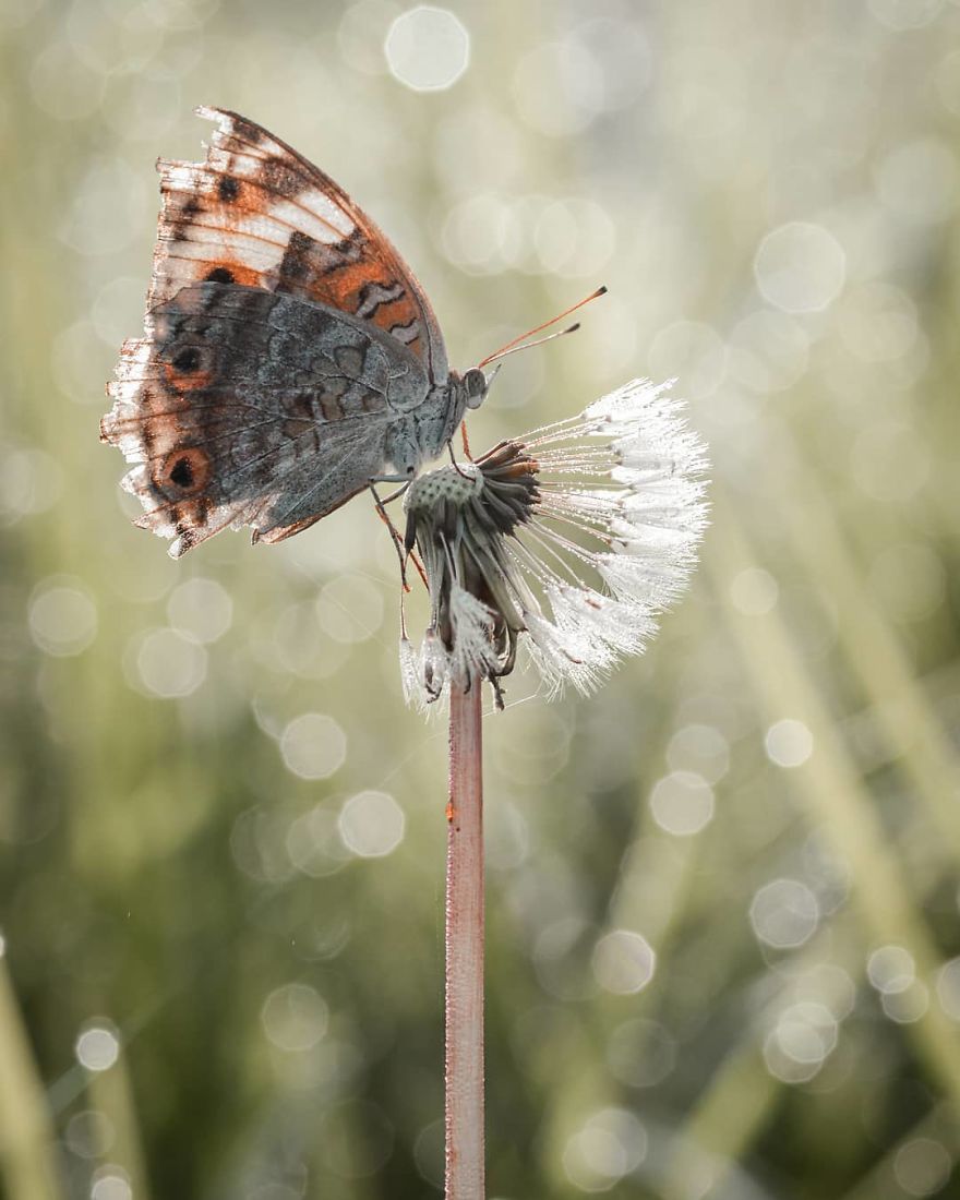 Macro Photography Using Mobile Phone And DIY Additional Macro Lens
