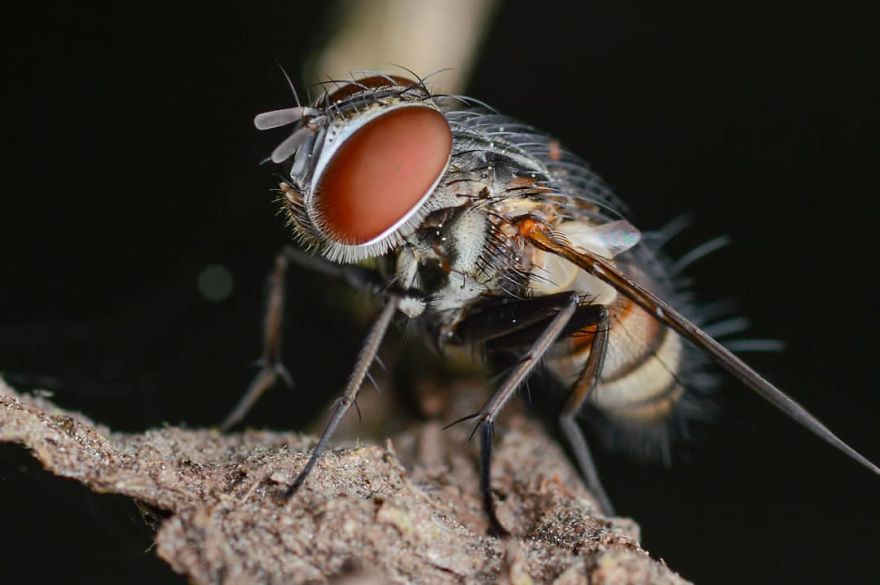 Macro Photography Using Mobile Phone And DIY Additional Macro Lens