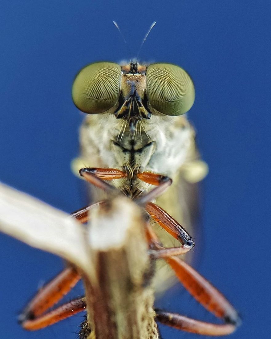 Macro Photography Using Mobile Phone And DIY Additional Macro Lens