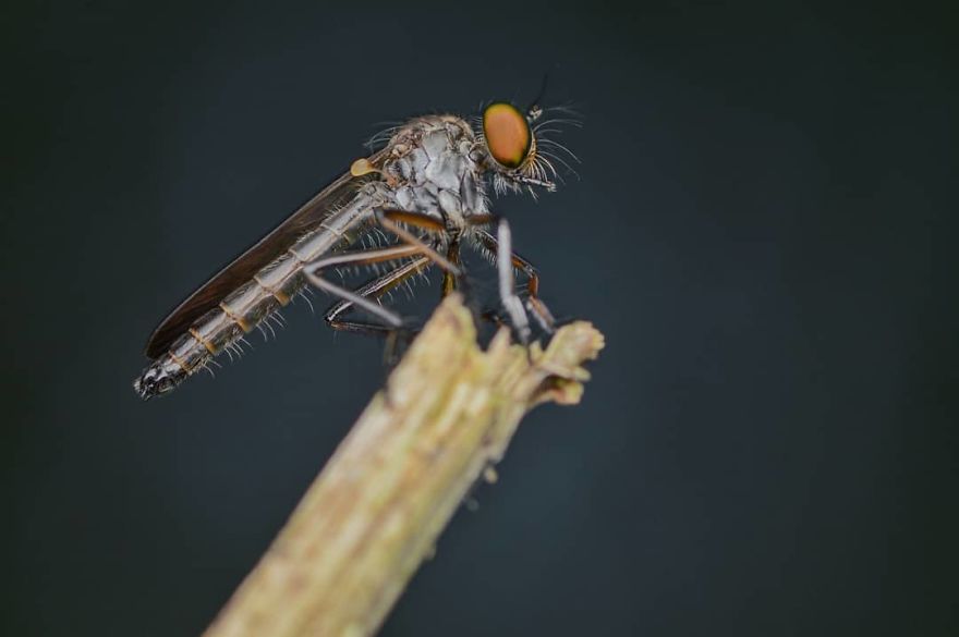 Macro Photography Using Mobile Phone And DIY Additional Macro Lens