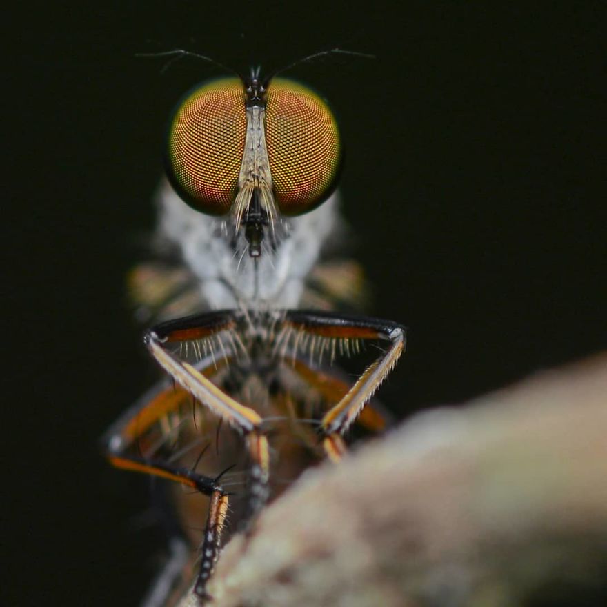 Macro Photography Using Mobile Phone And DIY Additional Macro Lens