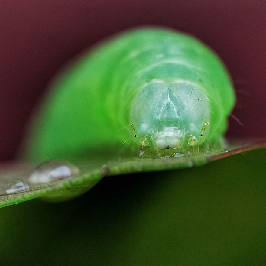 Macro Photography Using Mobile Phone And DIY Additional Macro Lens