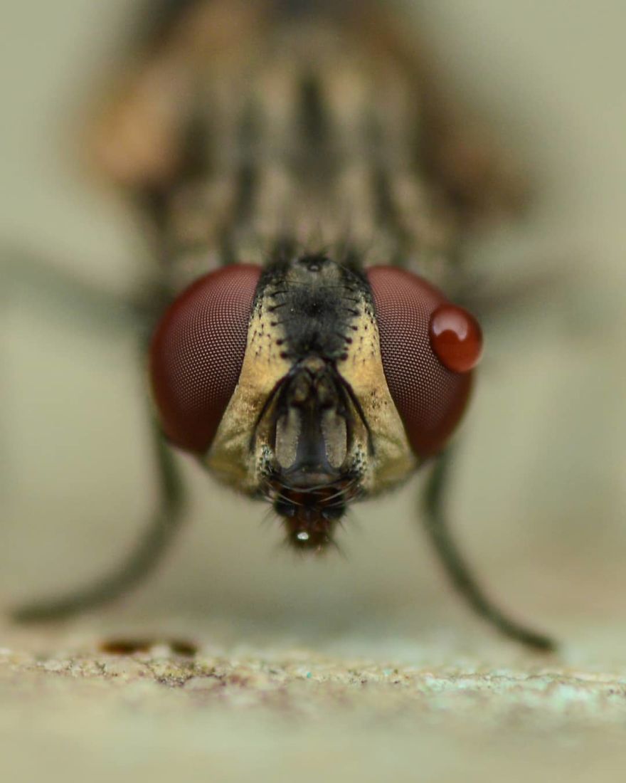 Macro Photography Using Mobile Phone And DIY Additional Macro Lens