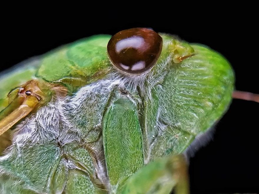 Macro Photography Using Mobile Phone And DIY Additional Macro Lens