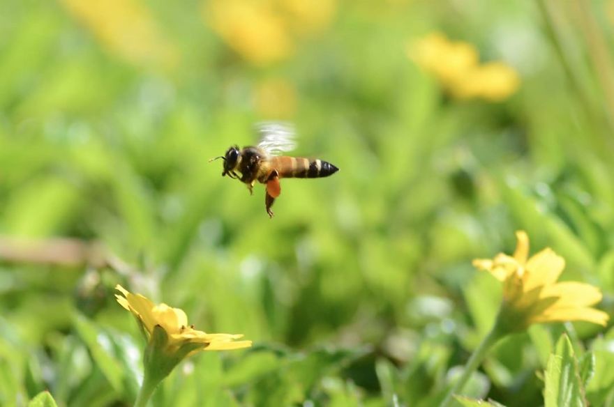 Macro Photography Using Mobile Phone And DIY Additional Macro Lens