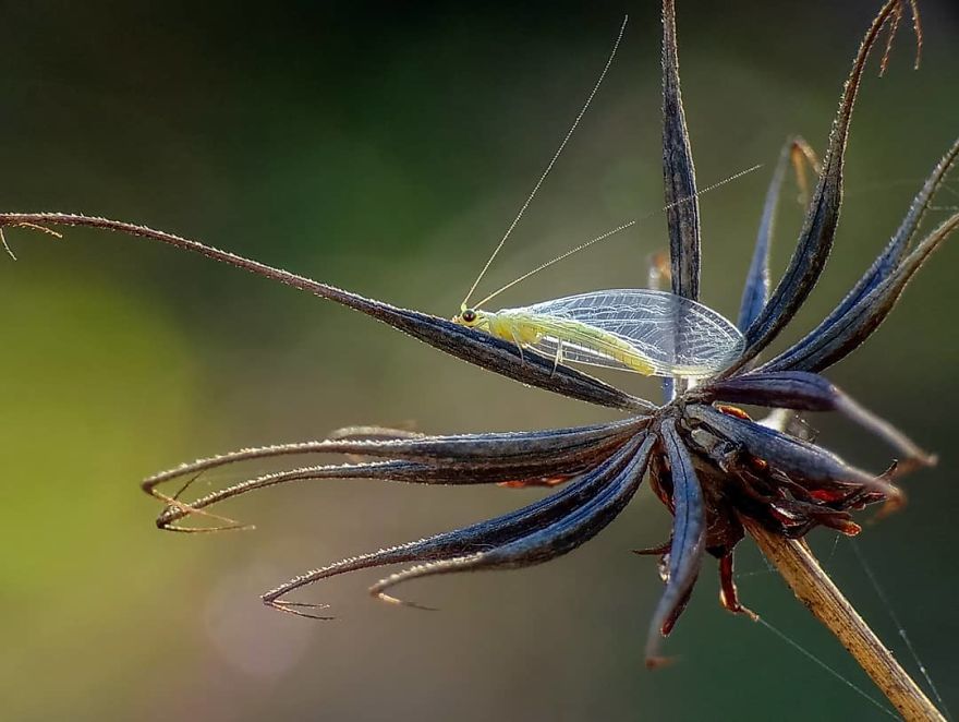 Macro Photography Using Mobile Phone And DIY Additional Macro Lens