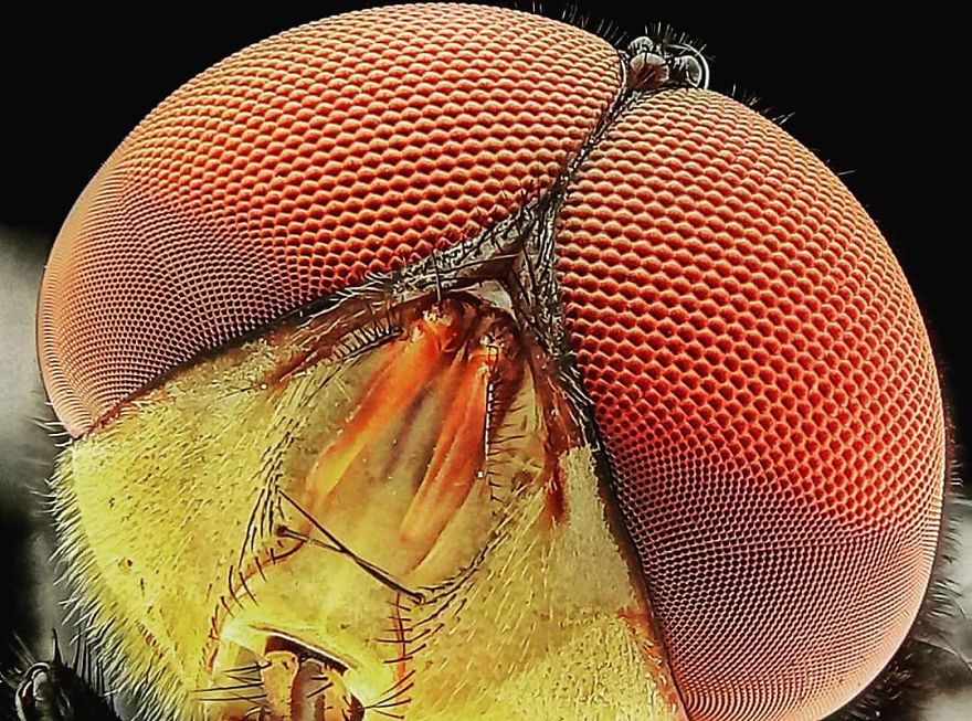 Macro Photography Using Mobile Phone And DIY Additional Macro Lens