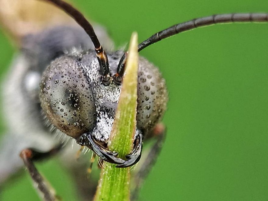 Macro Photography Using Mobile Phone And DIY Additional Macro Lens