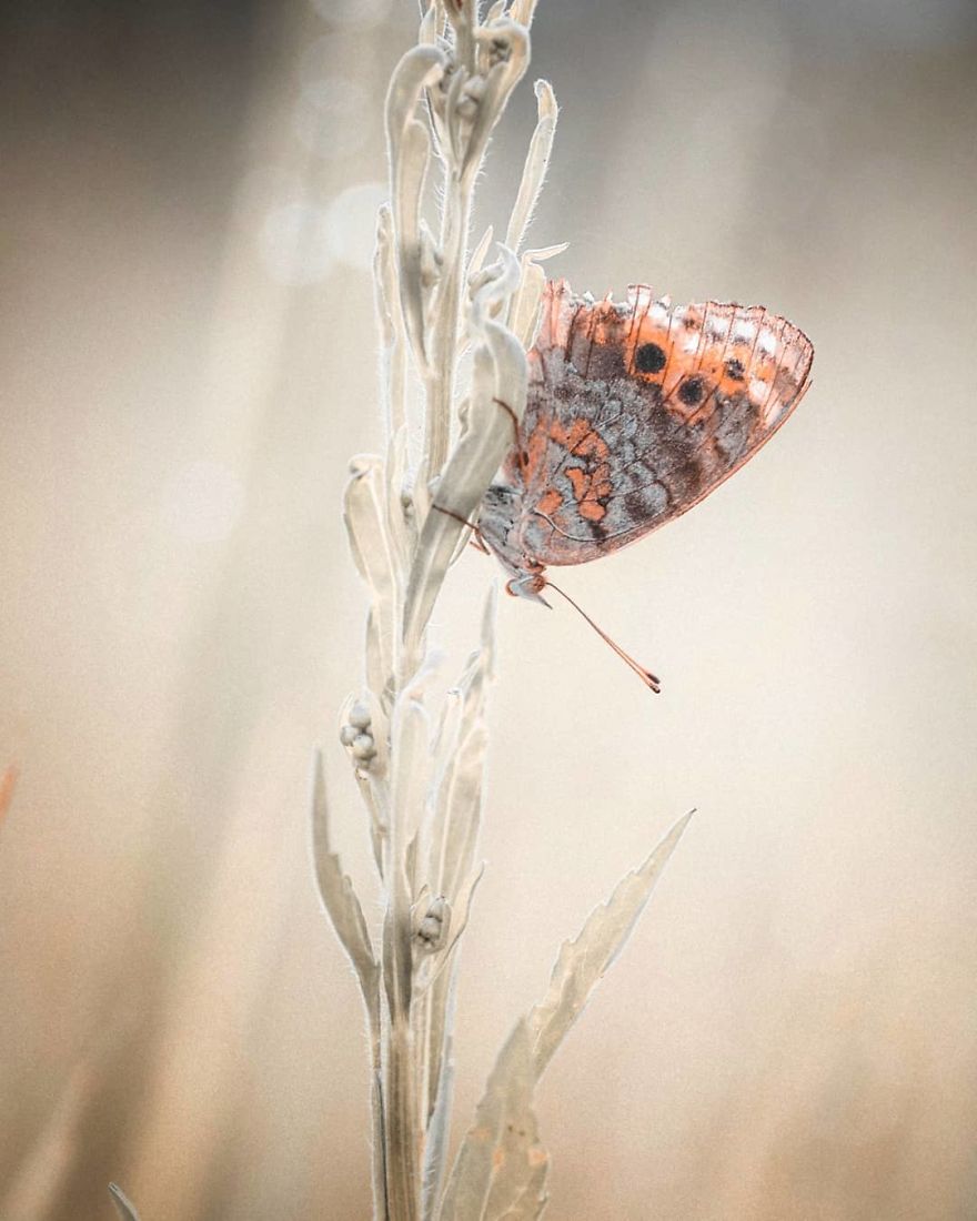 Macro Photography Using Mobile Phone And DIY Additional Macro Lens