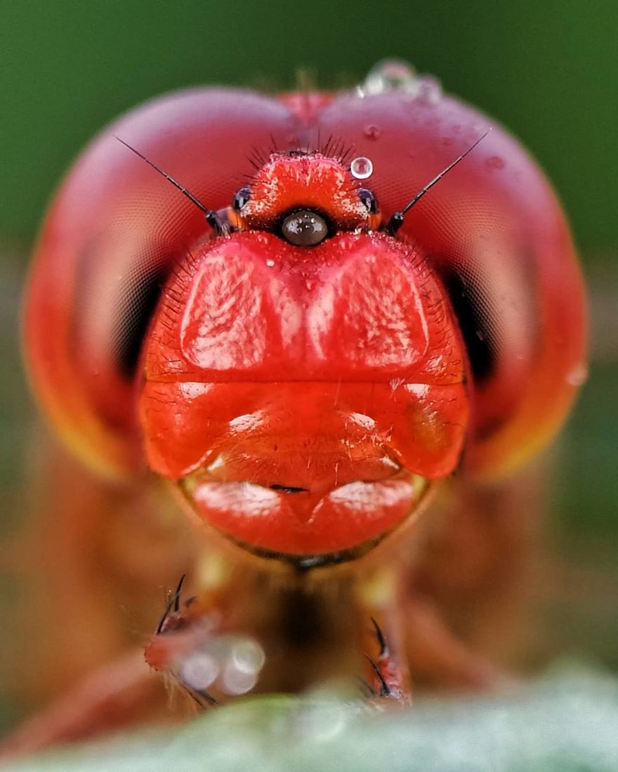 Macro Photography Using Mobile Phone And DIY Additional Macro Lens