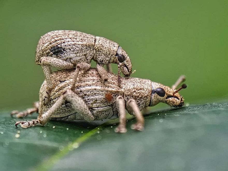 Macro Photography Using Mobile Phone And DIY Additional Macro Lens