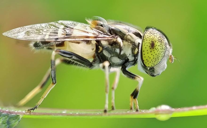 Macro Photography Using Mobile Phone And DIY Additional Macro Lens